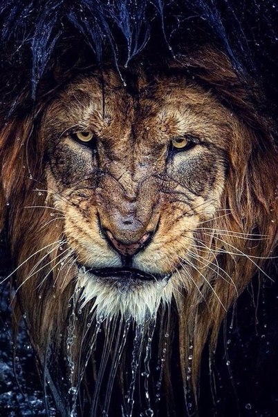 Фото львов